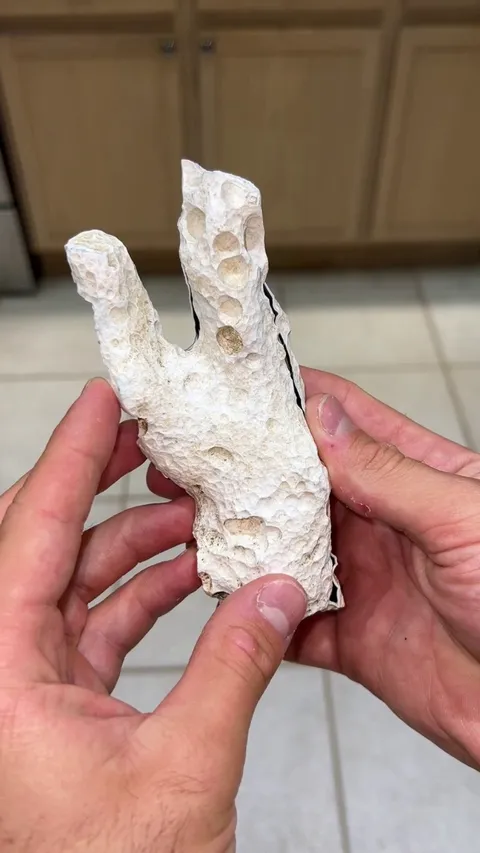 Ancient Coral Geode I found &amp; polished