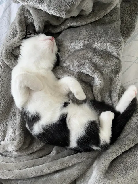 Broken kitty never meows and has no survival skills