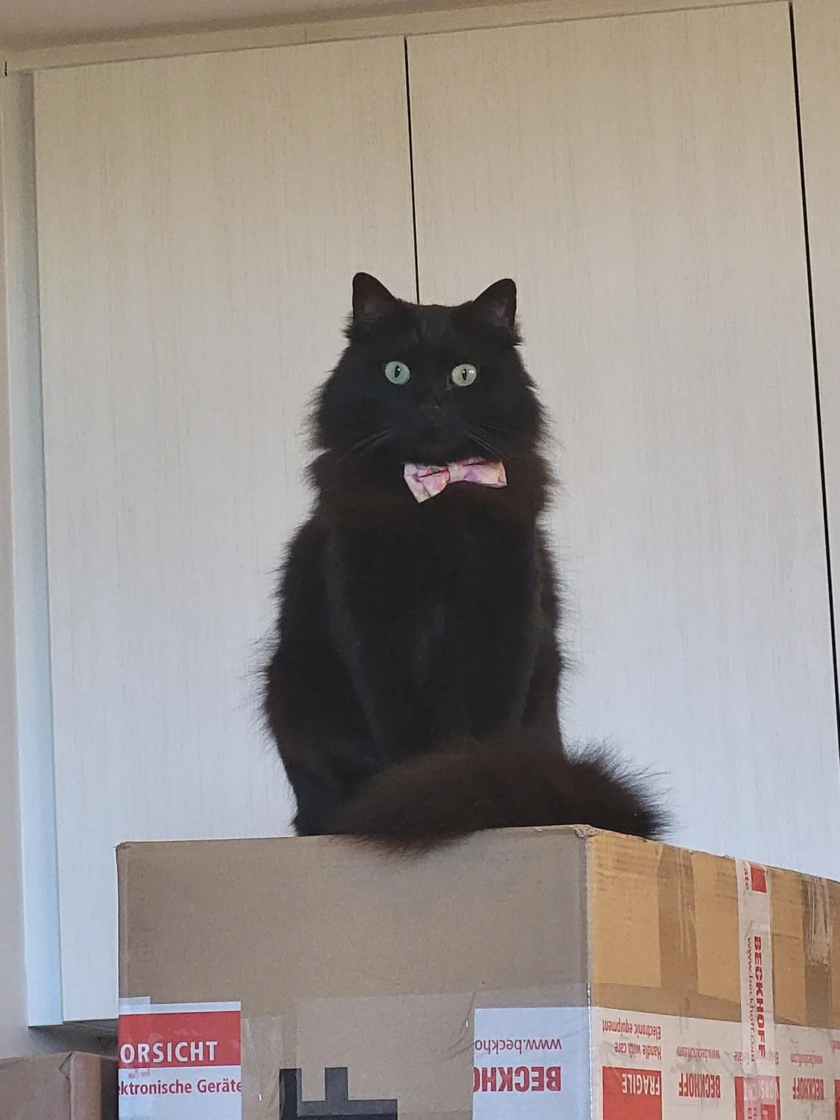 What breed is my cat?