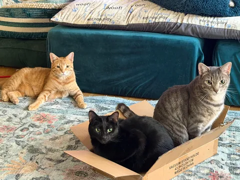 If there’s a box involved in a pic with siblings Jonesy, Reilly and Bonnie McPurray, you’ll see that Bonnie always prefers to be in the box