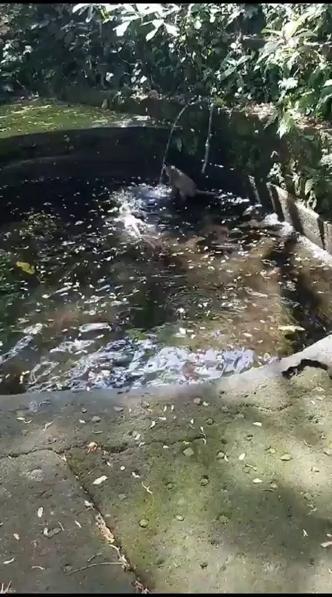 You can’t trust monkeys.