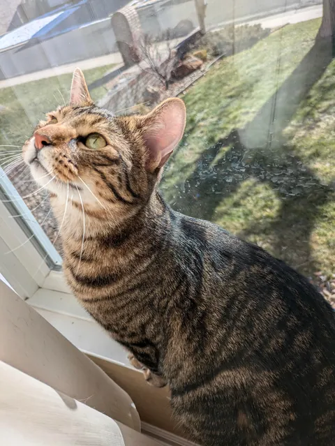 This is my boy Floki