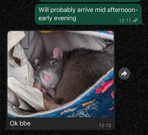 I was worried about moving my rats into my boyfriend’s place. I needn’t have been, he’s obsessed!