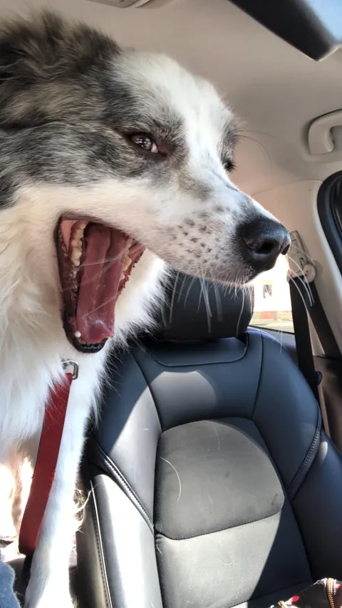 A compilation of Rocky mid yawn