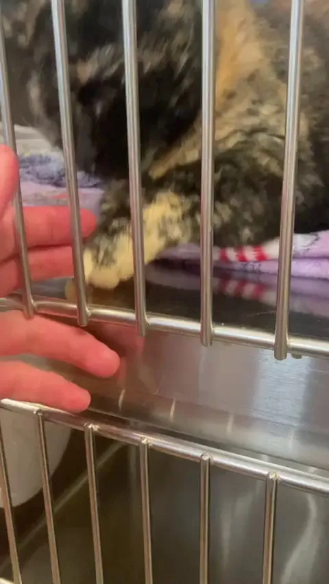 This is Amber (11f). Her bio said she's quiet and relaxed, but when I went to visit her at the shelter, she was super energetic and kept periodically grabbing/biting my hand when I was petting her. Overstimulation? Excitement? Stress?