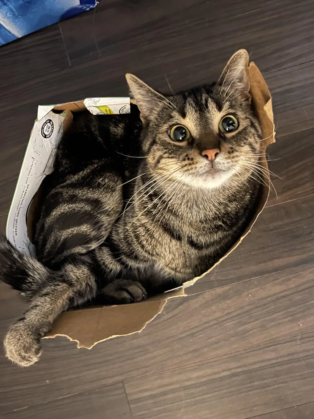 If it fits he sits