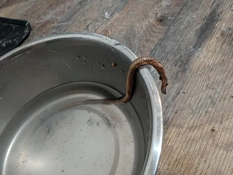 My indoor cat vomited up a snake