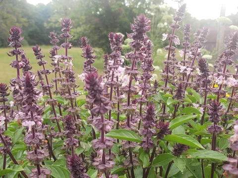 Cinnamon basil flowers are so cool