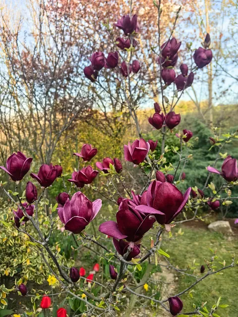 Magnolias i my garden in Serbia