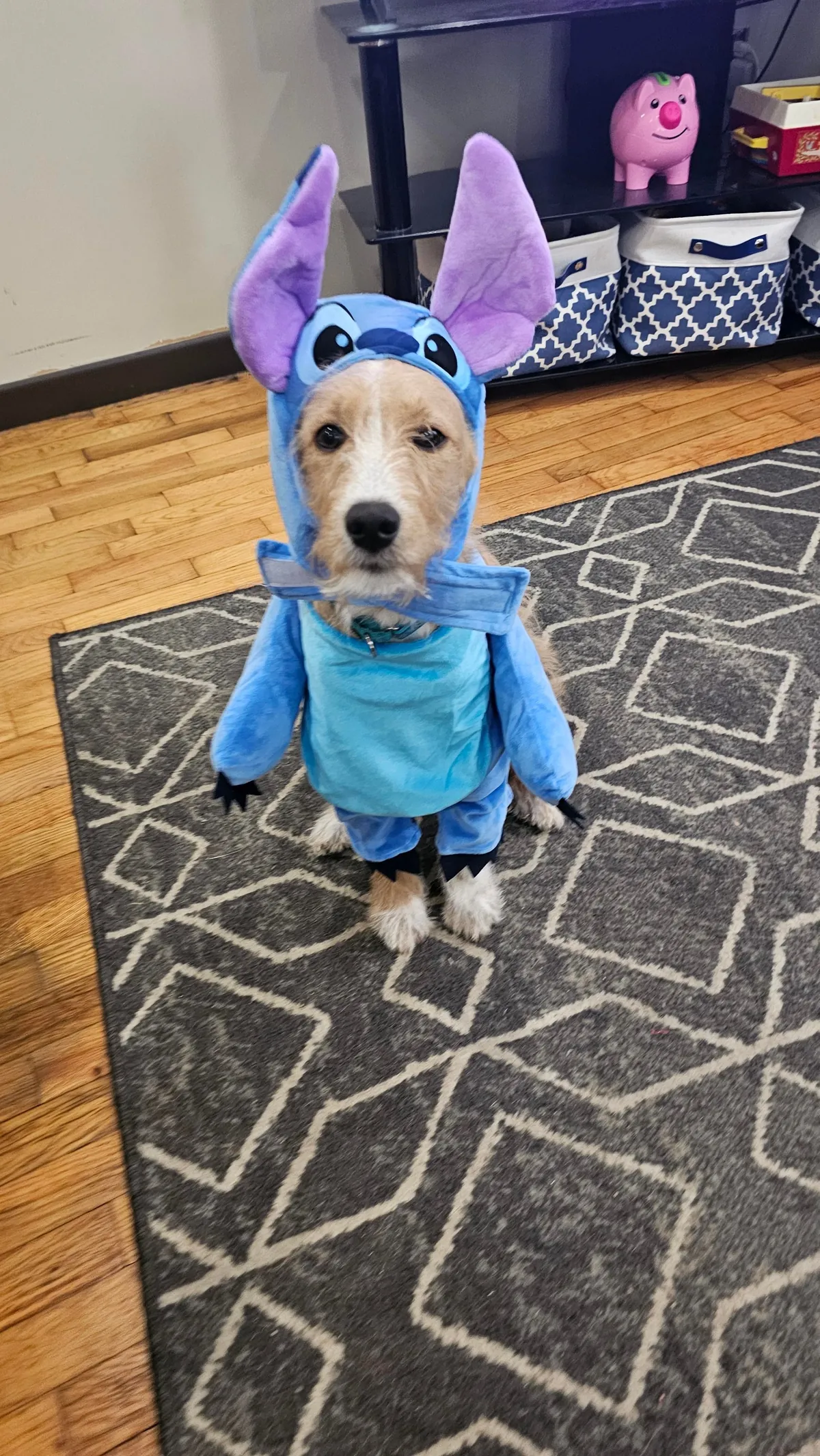 Our Skye puppers🥰