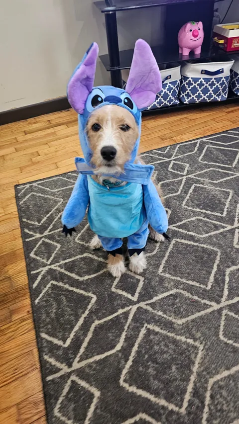 Our Skye puppers🥰