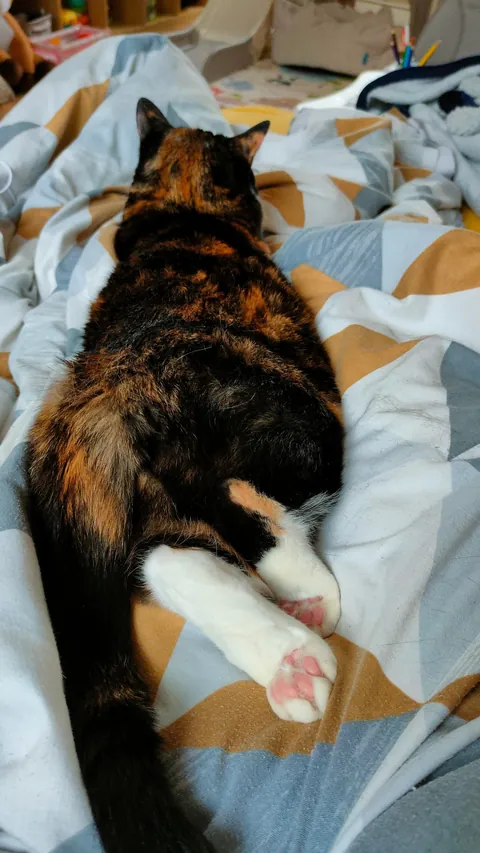 Currently an OnlyPaws model