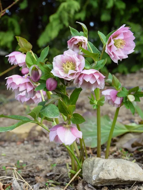 Hellebores from my Serbian garden. 🌸