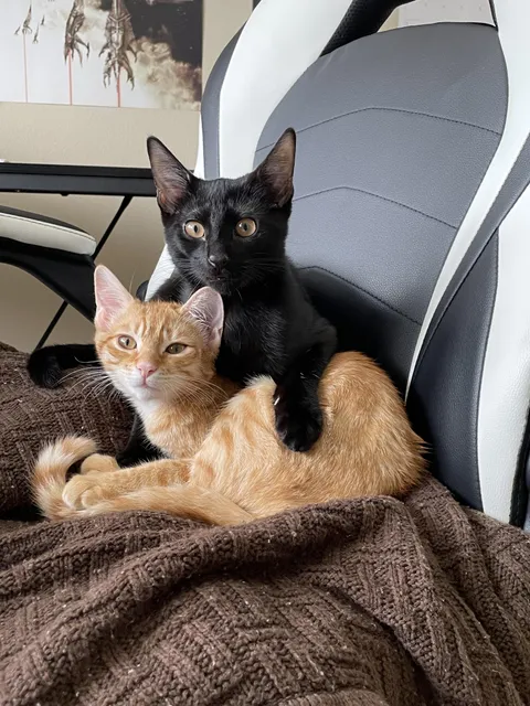 Been wanting a cat all my life, now I have 2.