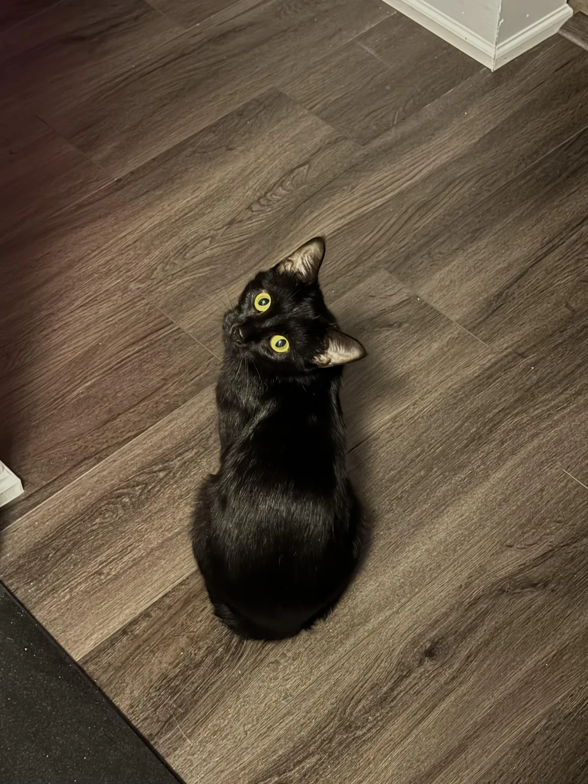 Should I get my void a void 