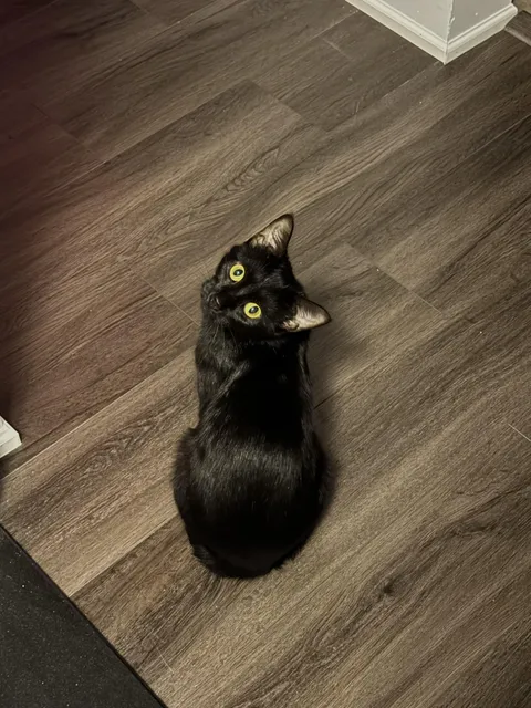 Should I get my void a void 