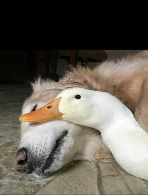 Pretty sure the dog thinks he’s a pillow .