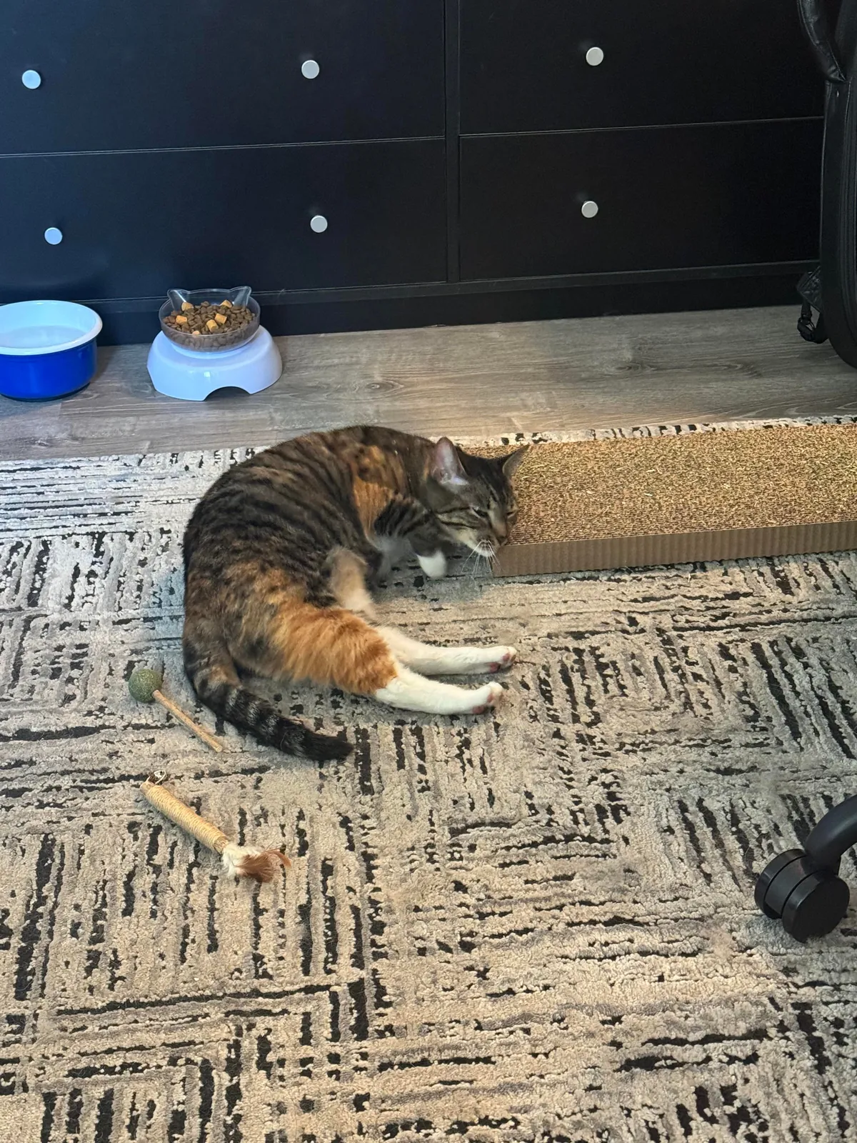 Labeled as extremely” aggressive” by the pet shelter and past owner