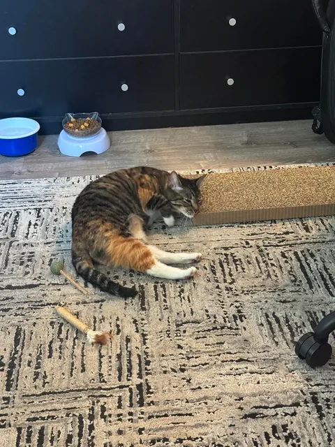 Labeled as extremely” aggressive” by the pet shelter and past owner