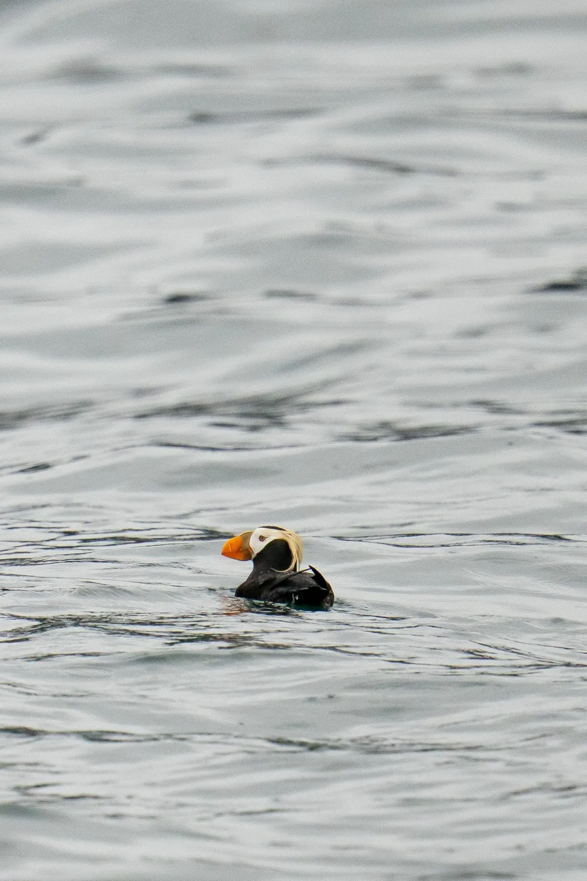 Bears and views in Alaska, June 2025