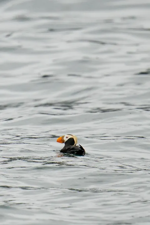 Bears and views in Alaska, June 2025