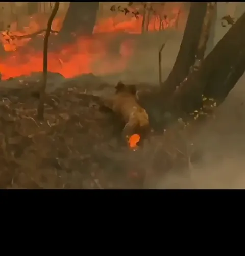 In 2019, a brave woman saved a koala from Australia’s bushfires
