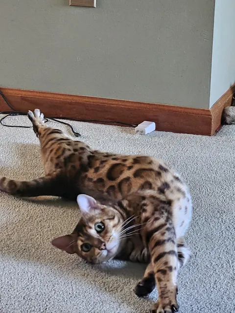 I present to you, "The rollover and stretch."