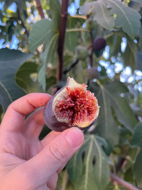 Everything my fruit garden produced this year. I’m so grateful 