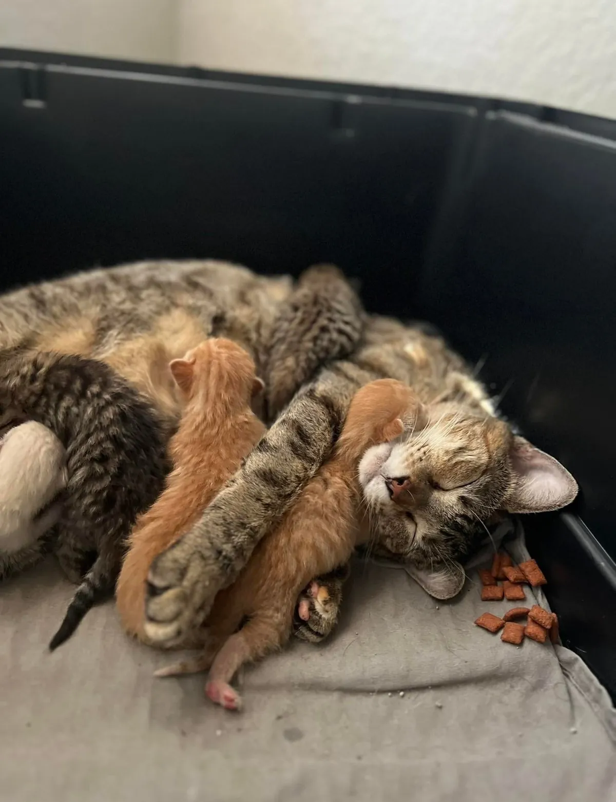 Kept the family together