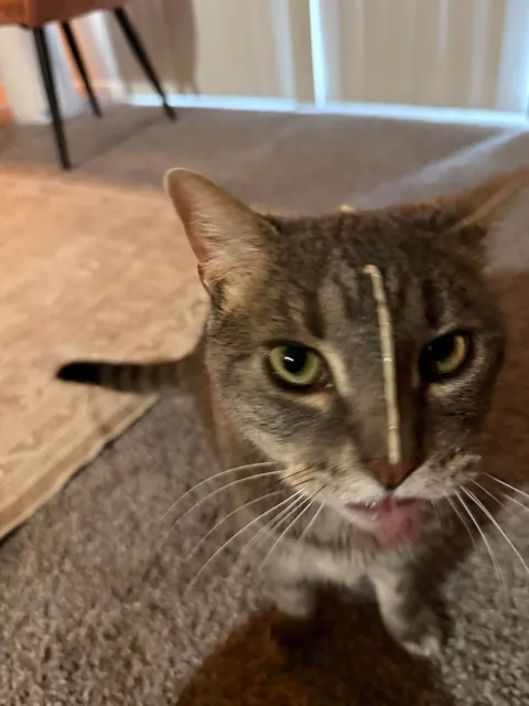 I accidentally shot Churu on his poor little face 😢