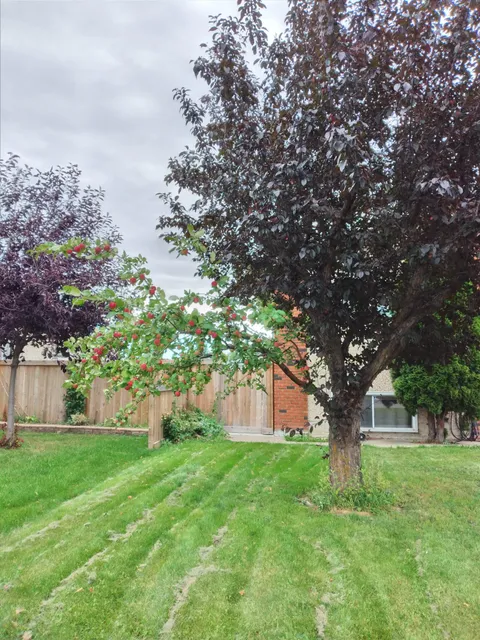 This tree in my neighbourhood that has 1 branch of an apple tree and the rest is a normal tree.