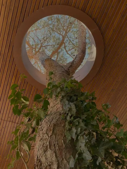 Practical implications of trees growing through a building?