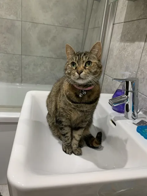 How do I explain to my cat that I have to leave her with her uncle for a bit whilst I relocate and that I will be coming back for her and that she should not under any circumstances protest poo in my absence? 