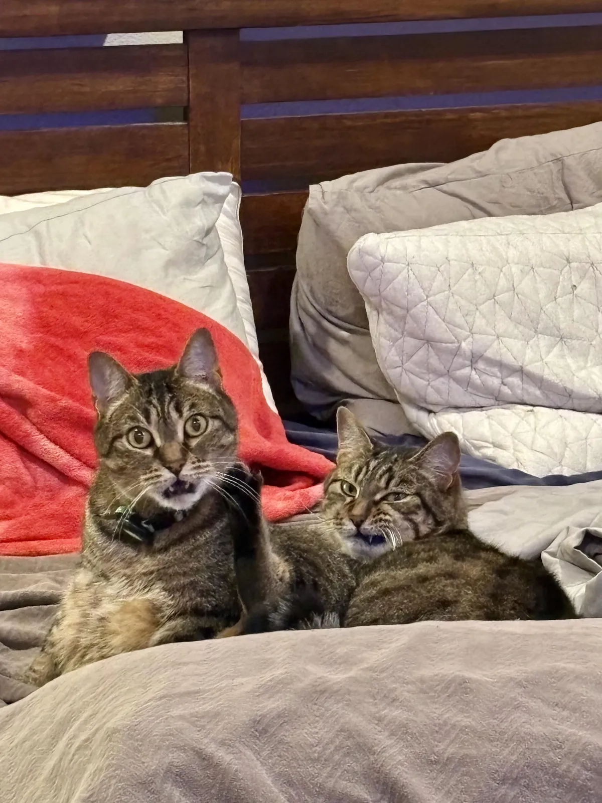 My cats waiting for me to come to bed.