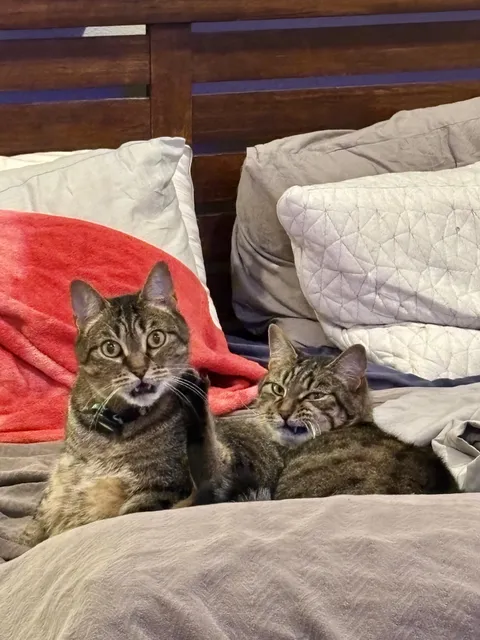 My cats waiting for me to come to bed.