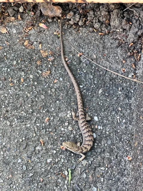 A Lizard with a tail longer than it’s body