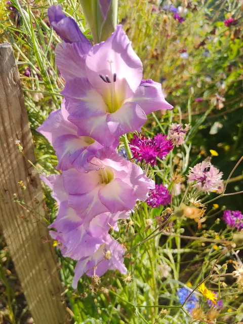 No one cares much about my flowers so I thought to share them here