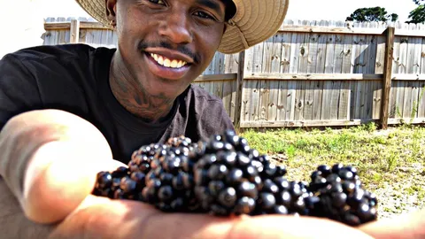 First Time Harvesting Blackberries