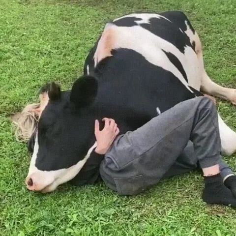 Cow jealousy