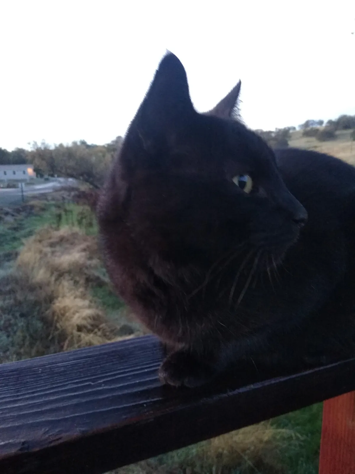 Celebrating 5 years since he walked in the door and ate my chicken.