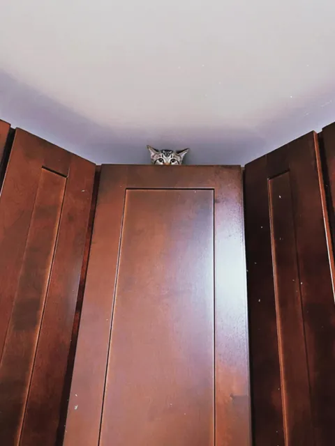 My cat learned how to get on top of the cabinets