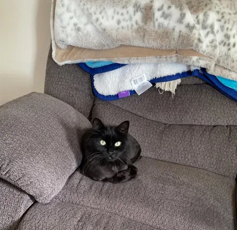 He appeared on Halloween—the night we got engaged. We didn’t choose him. He chose us.