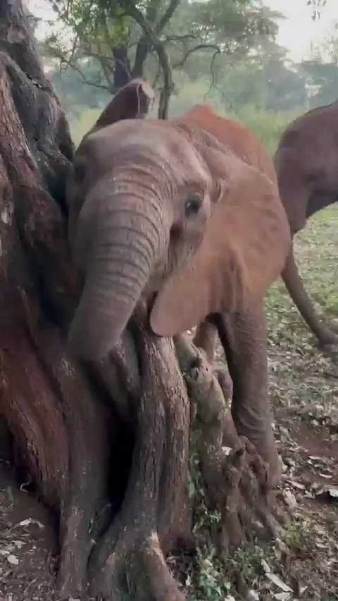 🔥 Baby elephant uses tree trunk to scratch a hard to reach spot