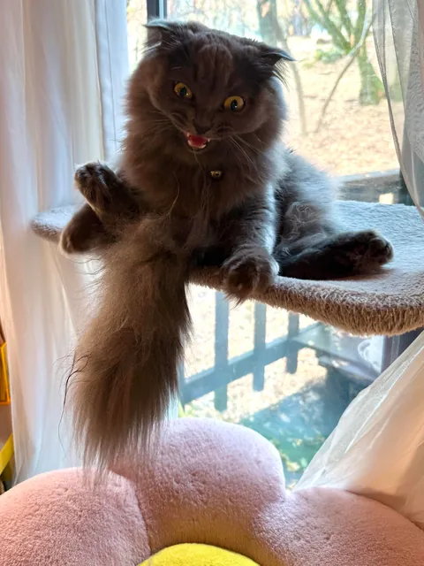 WHAT EVEN IS THIS THING