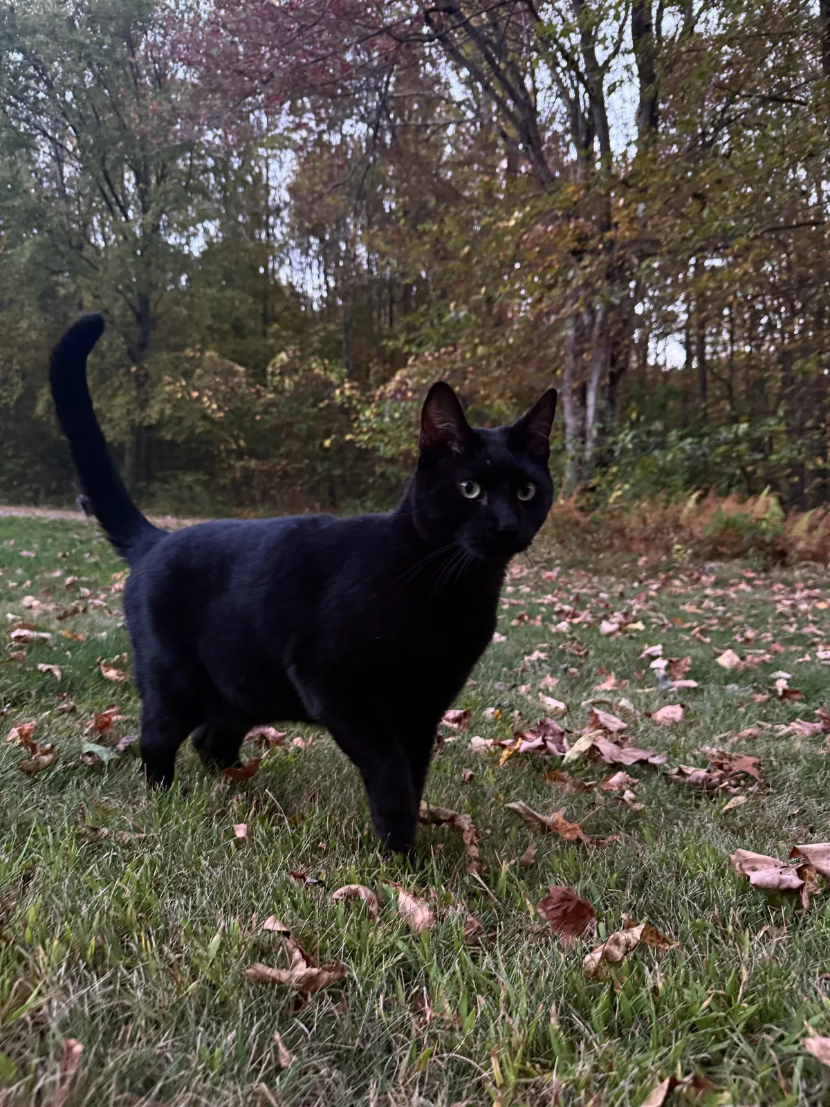 some supervised outdoor time with noodle