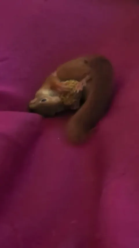 Floki is playing with his ball