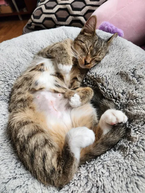 Spent 10 minutes trying to check my cat's surgey site, no luck. Wife just says "Jupe show Mommy," and hey presto...