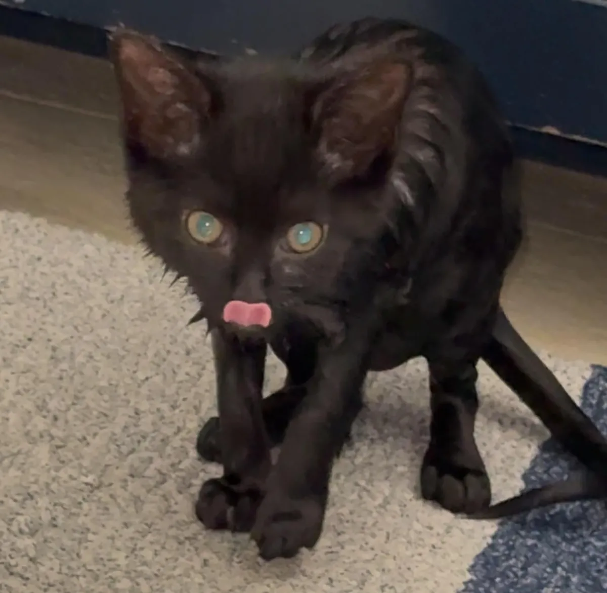 Bobbi has never in her 7 months of life let her hatred of water get in the way of her clinginess.