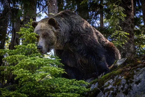 ITAP of a Grizzly bear hiding behind a tree