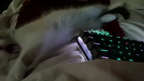 My kitten falls asleep within a second - is this normal and ok? 